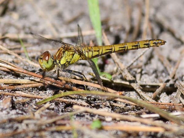 Bruinrode heidelibel (Sympetrum striolatum)